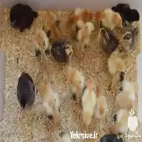 قیمت خرید جوجه خروس یک روزه در کرمانشاه در گروه مرغ و خروس و بوقلمون و اردک قو قاز در یکمیوه