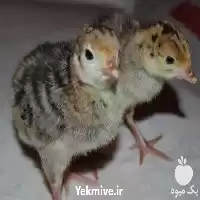 قیمت خرید جوجه رسمی روزه تا در کرمانشاه در گروه مرغ و خروس و بوقلمون و اردک قو قاز در یکمیوه