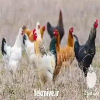 فروش جوجه مرغ محلی در کرمانشاه در گروه مرغ و خروس و بوقلمون و اردک قو قاز در یکمیوه