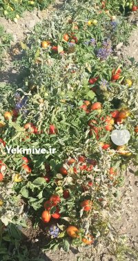 نیازمند نیسان باربری در گروه حمل و نقل در یکمیوه