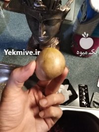 بذر آووکادو در تهران در گروه خرید و فروش میوه استوایی در یکمیوه