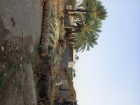 فروش تنه درخت نخل در فاریاب در گروه خرید و فروش چوب درخت در یکمیوه