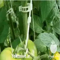 فروش گیره نگهدارنده بوته سایز 27 در تهران در گروه خرید و فروش تجهیزات گلخانه در یکمیوه