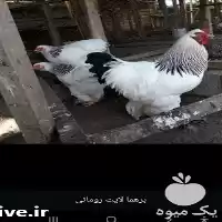 قیمت خرید تخم نطفه دار مرغ در شیراز در گروه مرغ و خروس و بوقلمون و اردک قو قاز در یکمیوه