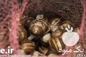 دوره آموزشی پرورش حلزون خوراکی در تهران در گروه دوره آموزش کشاورزی در یکمیوه -عکس1