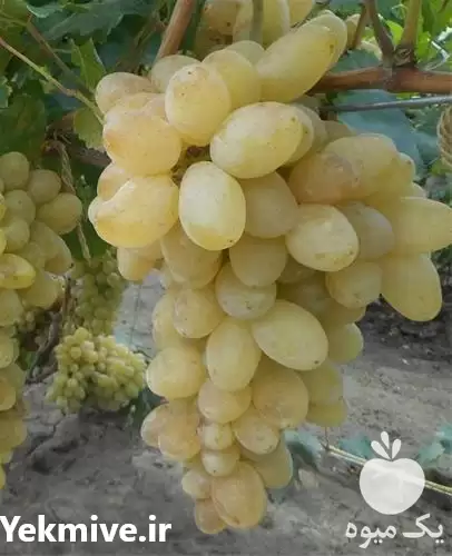 قیمت خرید بهترین نهال های انگور در شیراز در گروه خرید و فروش نهال در یکمیوه -عکس1