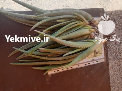 حدود 20000 پاجوش آلورا در تهران در گروه خرید و فروش پاجوش گل و گیاه در یکمیوه -عکس1