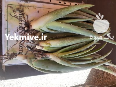 حدود 20000 پاجوش آلورا در تهران در گروه خرید و فروش پاجوش گل و گیاه در یکمیوه -عکس2