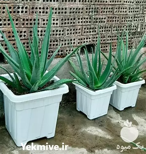 قیمت خرید گل زیبا آلوئه ورا در تهران در گروه خرید و فروش گیاهان زینتی در یکمیوه -عکس1