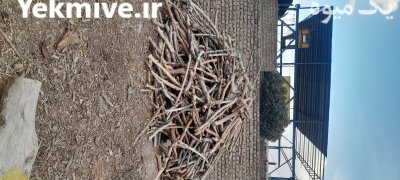 سرشاخه چنار سایز در ورامین در گروه خرید و فروش چوب درخت در یکمیوه -عکس2