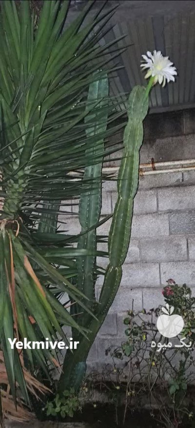 فروش گل با تخفیف در قائم شهر در گروه خرید و فروش انواع گل در یکمیوه -عکس2