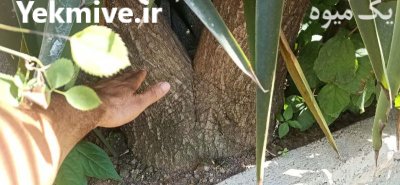 فروش گل با تخفیف در قائم شهر در گروه خرید و فروش انواع گل در یکمیوه -عکس3