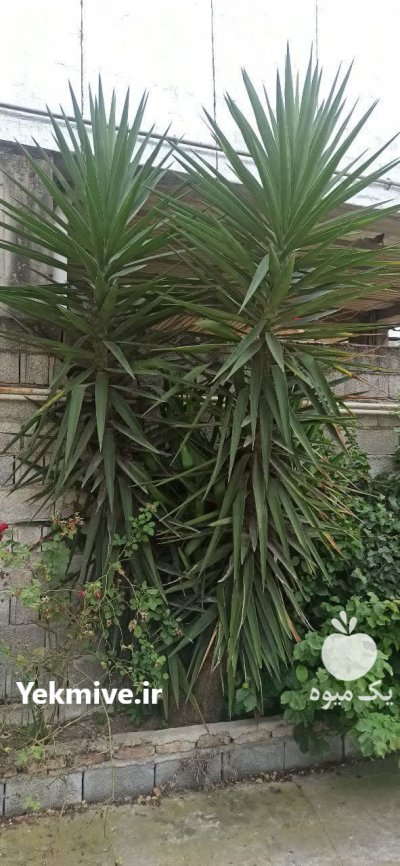 فروش گل با تخفیف در قائم شهر در گروه خرید و فروش انواع گل در یکمیوه -عکس4