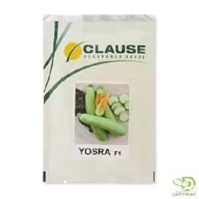 فروش بذر کدو یسری پخش عمده در هرمز در گروه خرید و فروش بذر کدو در یکمیوه -عکس1