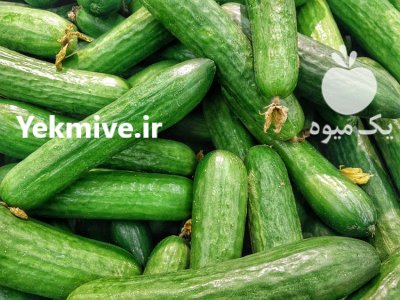 خیار بوته ای اعلا ریز در گروه خرید و فروش خیار در یکمیوه -عکس1