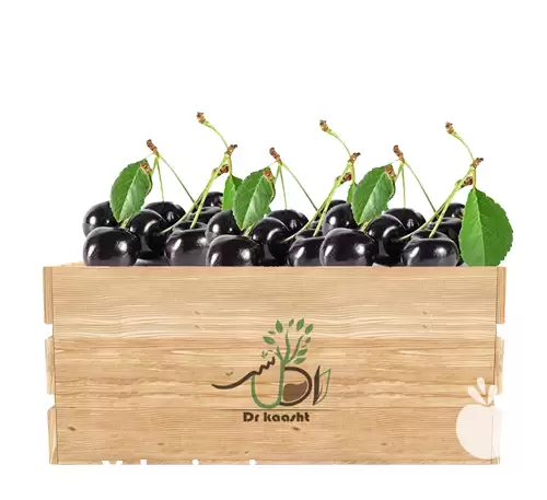 فروش عمده نهال گیلاس تکدانه سیاه در گروه خرید و فروش نهال میوه در یکمیوه -عکس1