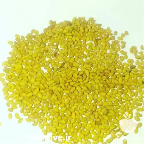 فروش بذر یونجه تضمین شده در گروه خرید و فروش بذر یونجه در یکمیوه -عکس1