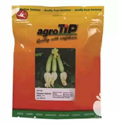 فروش بذر کدو ZINA F 1 در مشهد در گروه خرید و فروش بذر کدو در یکمیوه -عکس1