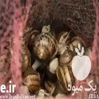 دوره آموزشی پرورش حلزون خوراکی در تهران در گروه دوره آموزش کشاورزی در یکمیوه