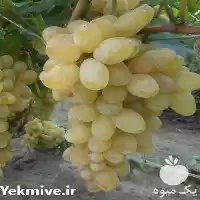 قیمت خرید بهترین نهال های انگور در شیراز در گروه خرید و فروش نهال در یکمیوه