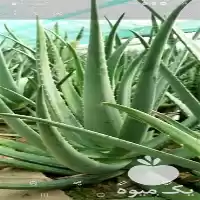 برگ آلوئه ورا ارگانیک خوراکی در تهران در گروه خرید و فروش پاجوش گل و گیاه در یکمیوه