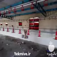 فروش دانخوری اتوماتیک در گروه تجهیزات مرغداری در یکمیوه