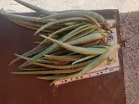 حدود 20000 پاجوش آلورا در تهران در گروه خرید و فروش پاجوش گل و گیاه در یکمیوه