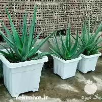قیمت خرید گل زیبا آلوئه ورا در تهران در گروه خرید و فروش گیاهان زینتی در یکمیوه