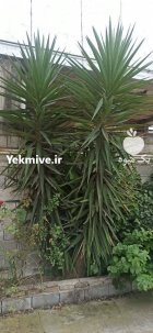 فروش گل با تخفیف در قائم شهر در گروه خرید و فروش انواع گل در یکمیوه