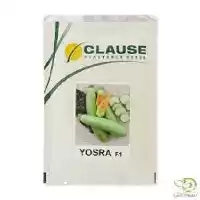 فروش بذر کدو یسری پخش عمده در هرمز در گروه خرید و فروش بذر کدو در یکمیوه