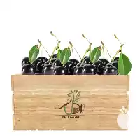 فروش عمده نهال گیلاس تکدانه سیاه در گروه خرید و فروش نهال میوه در یکمیوه