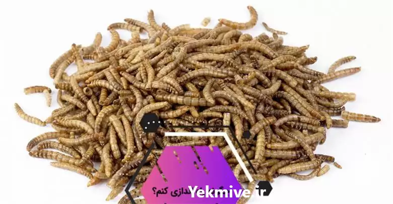 آموزش ورمی کمپوست در تهران در گروه دوره آموزش کشاورزی در یکمیوه -عکس1