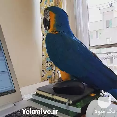 فروش تخم نطفه دار آرا کاسکو در همدان در گروه انواع تخم ها در یکمیوه -عکس1