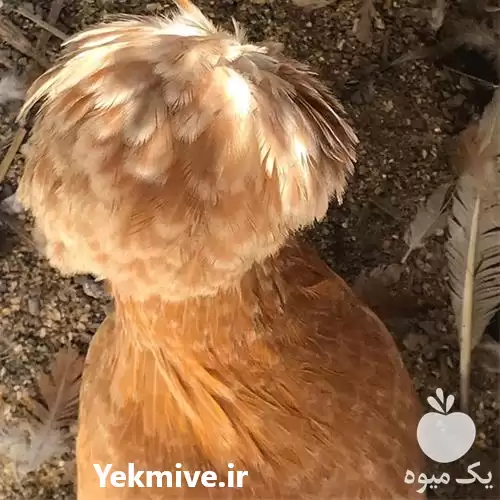 فروش تخم نطفه دار مرغ زینتی در تبریز در گروه انواع تخم ها در یکمیوه -عکس1