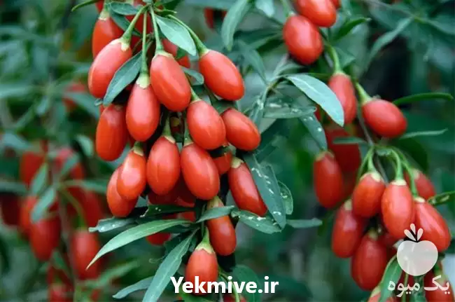 قیمت خرید نهال گوجی بری در مشهد در گروه خرید و فروش نهال در یکمیوه -عکس1