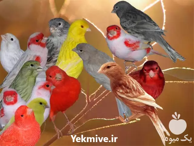 فروش آموزش فشرده پرورش قناری در گروه دوره آموزش کشاورزی در یکمیوه -عکس1