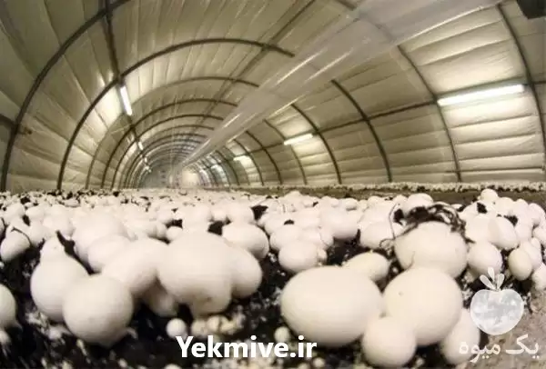 فروش خرید کمپوست قارچ در ارومیه در گروه خرید و فروش قارچ در یکمیوه -عکس1