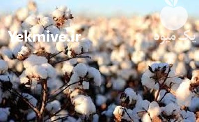 خرید پنبه بصورت نقدی از کشاورزان در گرگان در گروه خرید و فروش گیاهان صنعتی در یکمیوه -عکس1