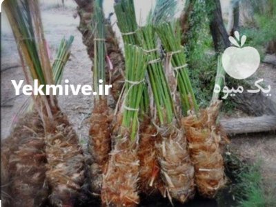 پاجوش نخل در کرمان  در گروه خرید و فروش پاجوش گل و گیاه در یکمیوه -عکس1