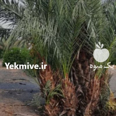 پاجوش نخل در کرمان  در گروه خرید و فروش پاجوش گل و گیاه در یکمیوه -عکس2