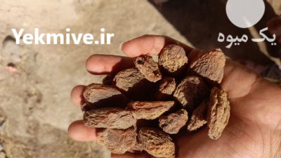 فروش زردآلو خشک در گروه خرید و فروش زردآلو در یکمیوه -عکس1