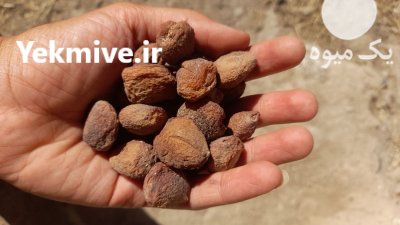 فروش زردآلو خشک در گروه خرید و فروش زردآلو در یکمیوه -عکس2