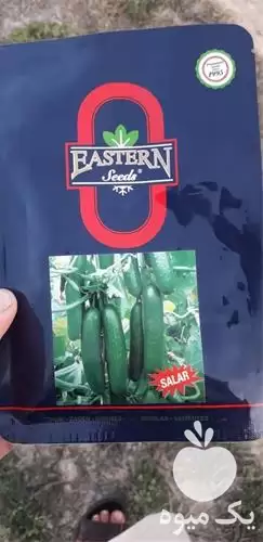 عرضه و فروش بذر خیار گلخانه در بیرجند در گروه خرید و فروش بذر خیار در یکمیوه -عکس1