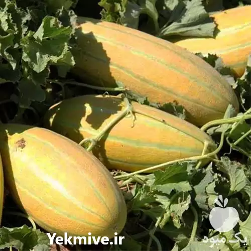 قیمت خرید بذر خربزه خاتونی مشهدی در گروه خرید و فروش بذر خربزه در یکمیوه -عکس1