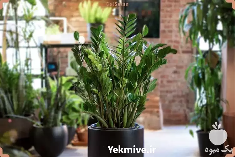 قیمت خرید گیاه آپارتمانی زاموفیلیا در گروه خرید و فروش گیاهان زینتی در یکمیوه -عکس1