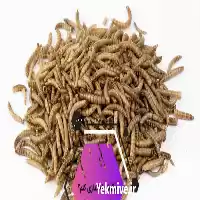 آموزش ورمی کمپوست در تهران در گروه دوره آموزش کشاورزی در یکمیوه