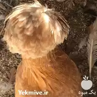 فروش تخم نطفه دار مرغ زینتی در تبریز در گروه انواع تخم ها در یکمیوه