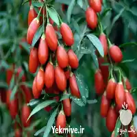 قیمت خرید نهال گوجی بری در مشهد در گروه خرید و فروش نهال در یکمیوه