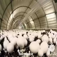 فروش خرید کمپوست قارچ در ارومیه در گروه خرید و فروش قارچ در یکمیوه