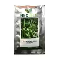 فروش بذر خیار گلخانه ای لامبادا در گروه خرید و فروش بذر خیار در یکمیوه